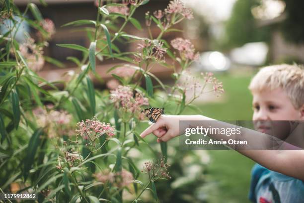 boy watching a monarch butterfly on friends finger - butterfly milkweed stock-fotos und bilder