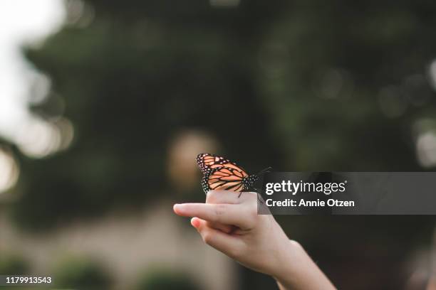 monarch butterfly on hand - mariposa monarca fotografías e imágenes de stock