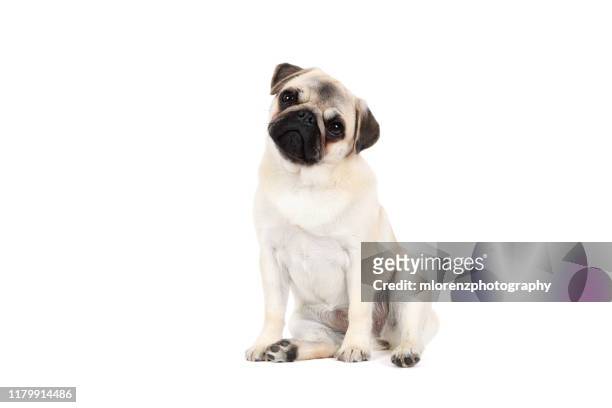 pug puppy on white background - パグ ストックフォトと画像