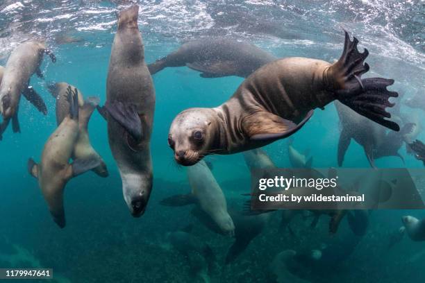 large group of south american sea lions looking at the camera at a sea lion colony, nuevo gulf, valdes peninsula, argentina. - sea lion stock pictures, royalty-free photos & images