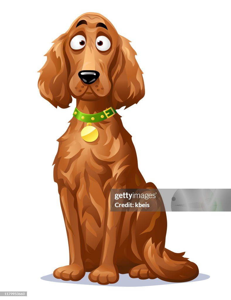 Perro lindo- Setter irlandés