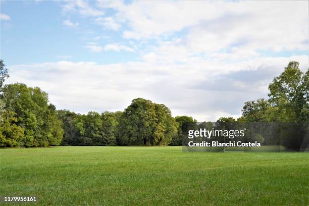 trees in the park in autumn against the blue sky - campagne herbe photos et images de collection