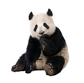 Giant Panda (18 months) - Ailuropoda melanoleuca