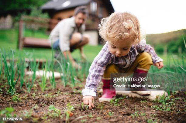 a small girl with unrecognizable father outdoors gardening. - family in garden imagens e fotografias de stock