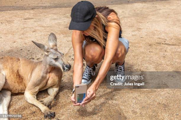 selfies with a kangaroo in australia - thisisaustralia kangaroo stock pictures, royalty-free photos & images