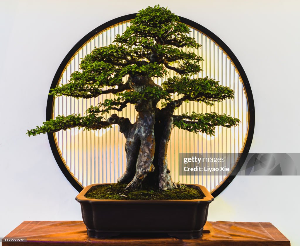 Small green bonsai tree