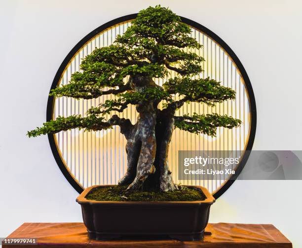 small green bonsai tree - chinese art stock pictures, royalty-free photos & images