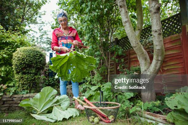 she know's her rhubarb - rhubarbe stock pictures, royalty-free photos & images