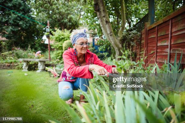 selecting fresh mint from the garden - women gardening stock pictures, royalty-free photos & images