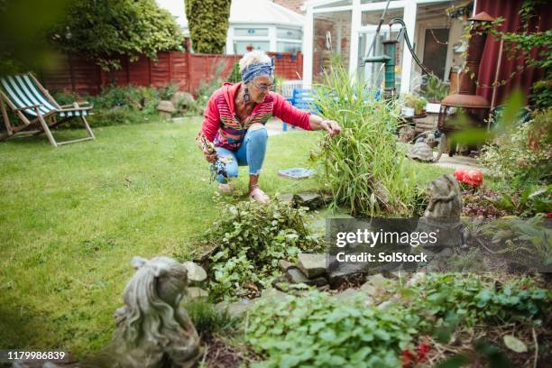 tidying up her pond - aquatic plant stock pictures, royalty-free photos & images