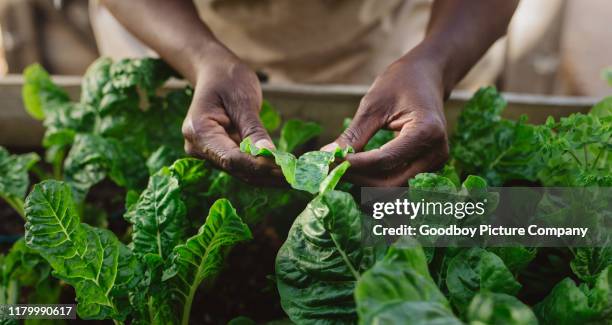 afroamerikanische frau untersucht spinichblätter in ihrem bio-garten - landwirtschaft afrika stock-fotos und bilder