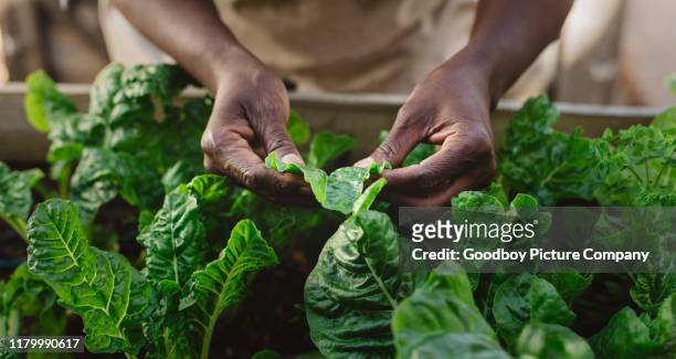 mujer afroamericana examinando hojas de espinich en su jardín orgánico - jardín urbano fotografías e imágenes de stock