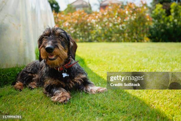 dachshund relaxing in the shade of a garden - com sombra imagens e fotografias de stock