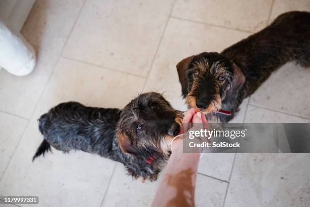 long haired dachshunds receiving a treat - yorkshire shepherdess amanda owen stock pictures, royalty-free photos & images