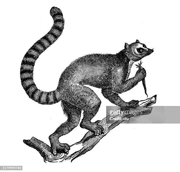 lemur catta - einzelnes tier stock-grafiken, -clipart, -cartoons und -symbole