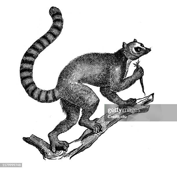 11 Maki Catta High Res Illustrations Getty Images 11-maki-catta-high-res-illustrations-getty-images
