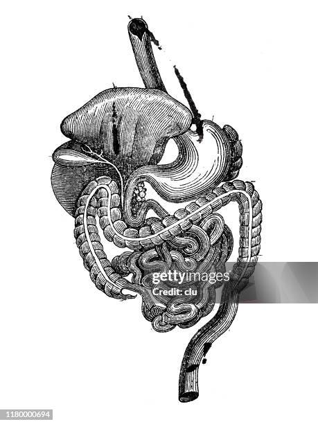 Digester Draw Digestion Drawing Photos and Premium High Res Pictures - Getty Images