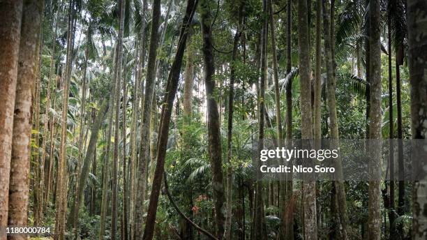 a dense tropical rainforest in australia with nice natural lighting effects - tambourine stock pictures, royalty-free photos & images