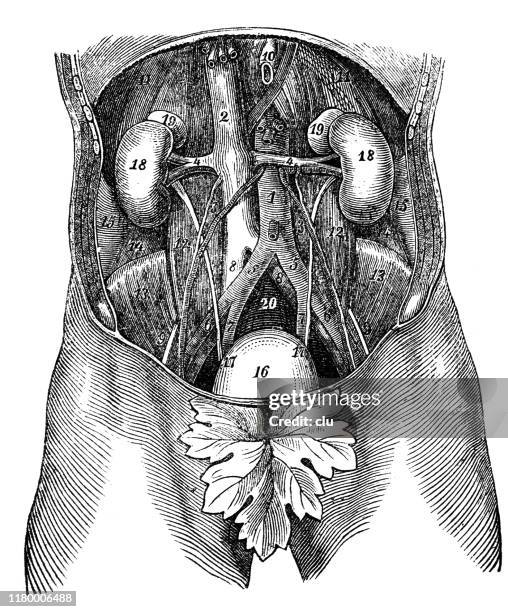 210 Internal Medicine Cartoon Stock Photos, High-Res Pictures, and ...