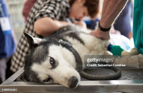 domestic dog at ultrasound diagnostic doctor veterinary control campaign. - bear attacking stock-fotos und bilder