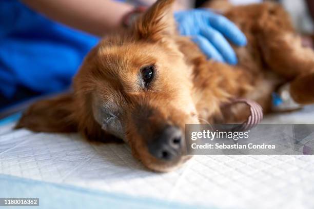 sick and bitten dog, looking at the camera during medical check-up in a veterinary clinic. veterinary control campaign. - abandoned stockfoto's en -beelden