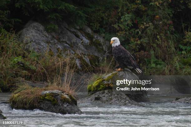 bald eagle sitzt majestätisch auf felsen auf der suche nach einem lachs im wasser unten - sitkafichte stock-fotos und bilder