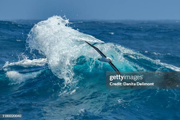 antarctica, drake passage. black-browed albatross soaring. - straat drake stockfoto's en -beelden