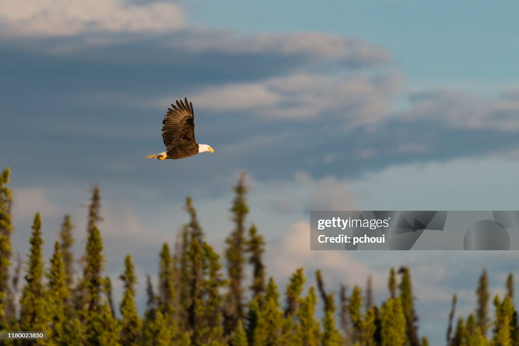Bald eagle, haliaeetus leucocephalus, in Alaska. National bird of the United States of America.