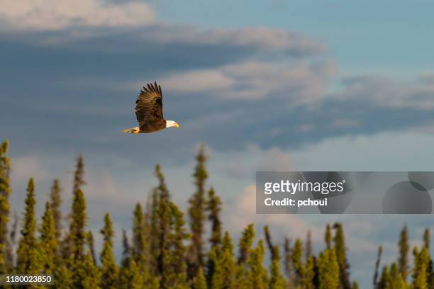 bald eagle, haliaeetus leucocephalus, in alaska. national bird of the united states of america. - bird of prey in flight stock pictures, royalty-free photos & images
