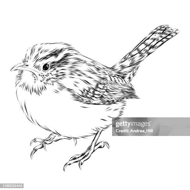 carolina wren vector ink drawing - wren stock illustrations