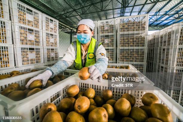 This photo taken on November 4, 2019 shows a worker sorting kiwi fruits in Bijie in China's southwestern Guizhou province. / China OUT