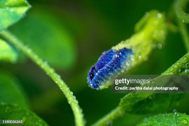 pigeon wings flower - animal wing stock pictures, royalty-free photos & images