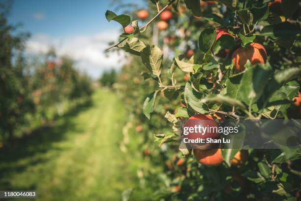 apples on the tree in the farm. - apple picking stockfoto's en -beelden