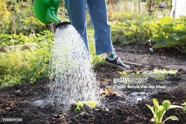 close up of woman watering newly planted vegetables with watering can. - watering plant stock pictures, royalty-free photos & images