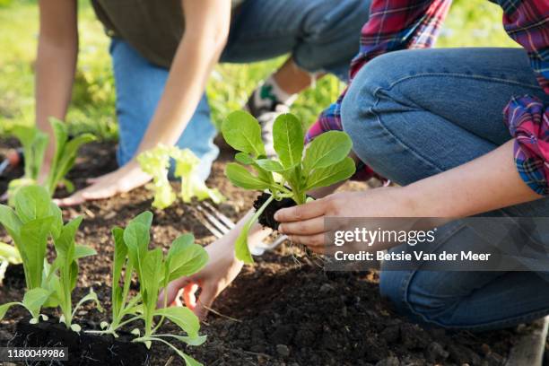 close up of women planting salad seedlings in soil at allotment. - community garden stock pictures, royalty-free photos & images