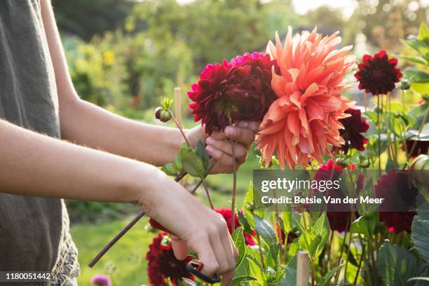 close up of woman cutting dahlia flowers at allotment. - flower garden stockfoto's en -beelden