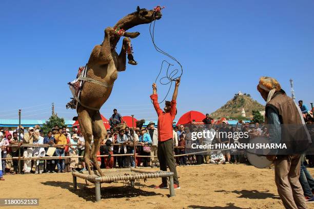 Camel performs during a "dance competition" held during the Pushkar Camel Fair in Pushkar, in the western state of Rajasthan, on November 5, 2019....