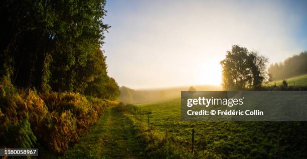 forest at autumn - forest meadow stock pictures, royalty-free photos & images