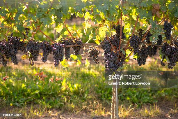 grapes on vine - niagara on the lake stock pictures, royalty-free photos & images