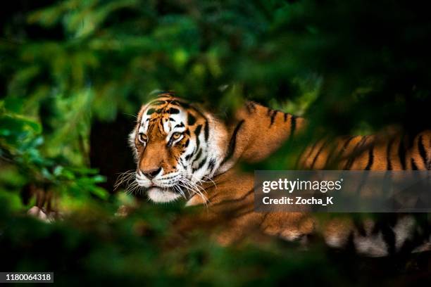 tigre en el bosque - tigre siberiano fotografías e imágenes de stock