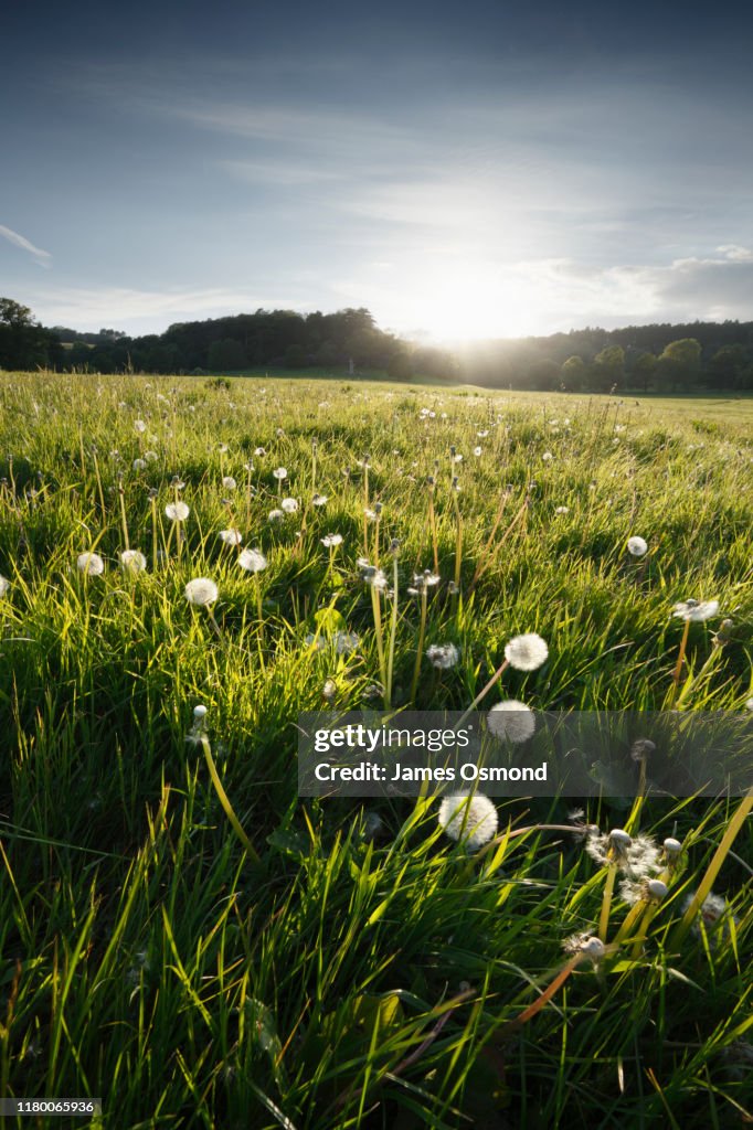 Dandelion seed heads in a meadow at sunset.