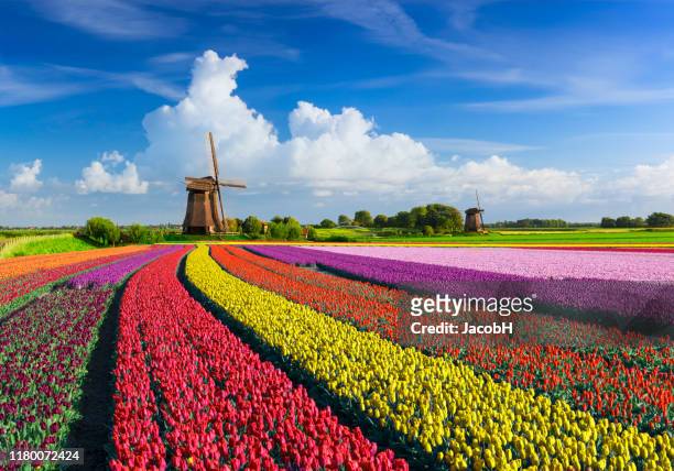 tulipes et moulins à vent - netherlands photos et images de collection