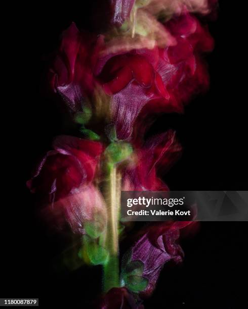 amazing flower of snapdragons - antirrhinum majus imagens e fotografias de stock