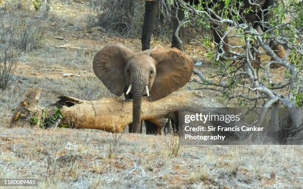 portrait of an elephant calf in tsavo national park, kenya - elefantenrüssel stock-fotos und bilder