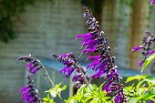 Salvia amistad, sage cultivar specie from Europe, herbaceous plant specie