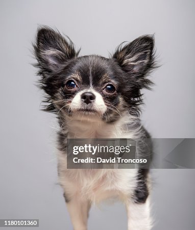 54 Teacup Chihuahua Photos and Premium High Res Pictures - Getty Images 54 Teacup Chihuahua Photos and Premium High Res Pictures - Getty Images
