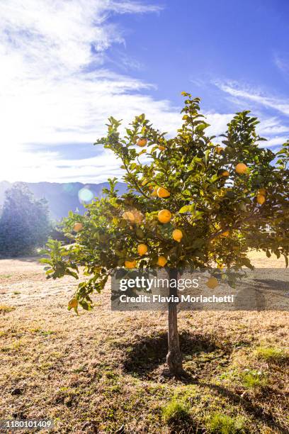 lemon tree - citrus limon foto e immagini stock