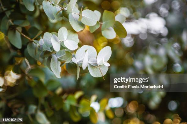 eucalyptus foliage - eucalyptus tree stock pictures, royalty-free photos & images