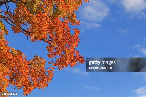 vibrant multicolored autumn leaves against blue sky - canadian maple trees from below stock-fotos und bilder