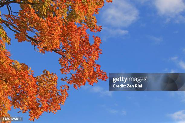 vibrant multicolored autumn leaves against blue sky - cambiar-de-color fotografías e imágenes de stock